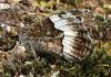 Hipparchia sp.